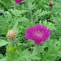 Centaurea dealbata fleur
